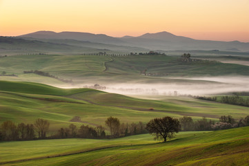 Fog on the Tuscan landscape with trees
