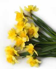 Yellow Colored Daffodil Flowers