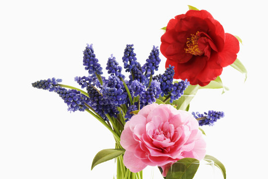 Camelie (Camellia japonica) und Traubenhyazinthen (Muscari)