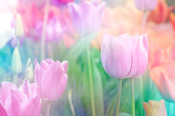 sweet color tulips in soft and blur style