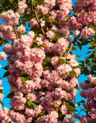 sakura. cherry blossom in springtime, beautiful pink flowers