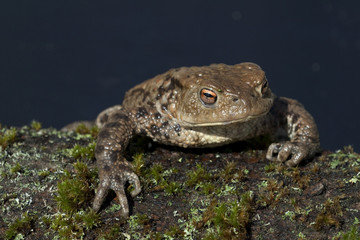 Kroete, Bufo bufo,