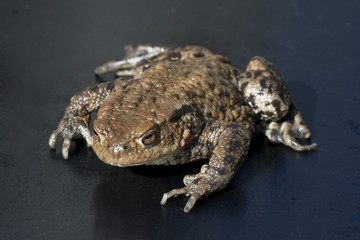 Kroete, Bufo bufo,