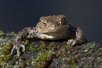 Kroete, Bufo bufo,