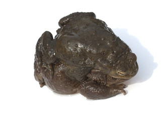 Kroeten, Laichen, Paarung,