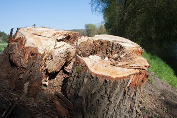 Baumstumpf