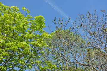 Frühling Baumkronen vor blauem Himmel