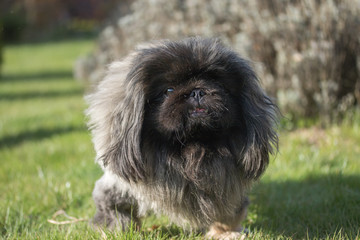 Pekingese dog portrait