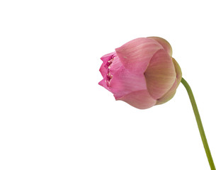 Pink lotus flower isolated on white