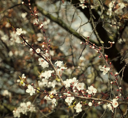Cherry blossom branch on a lovely  day
