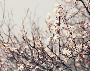 Cherry blossom branch on a spring day