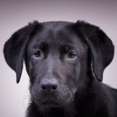 Fototapeta na wymiar A portrait of a black labrador retriever looking at you