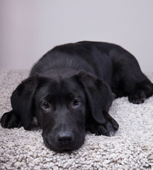 Fototapeta premium A black labrador retriever looking at you felling tired
