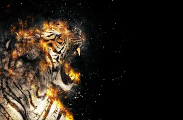 Aluminium Prints Tiger Burning tiger over black background