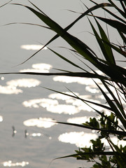Schilf in Sonne