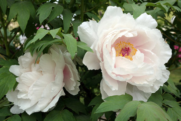 Giant peony