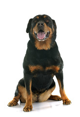 Fototapeta premium rottweiler