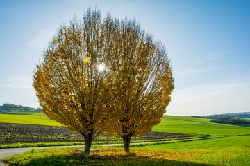 yellow tree on a field with the sun in the background
