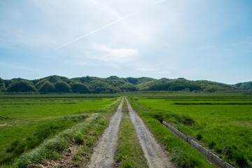 田舎の風景・あぜ道
