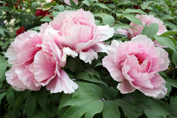 Giant peony