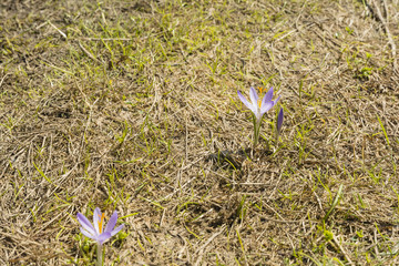Flower heralding the arrival of spring