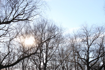 Fototapeta na wymiar Sonne durch den Baum