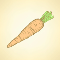 Sketch tasty carrot in vintage style