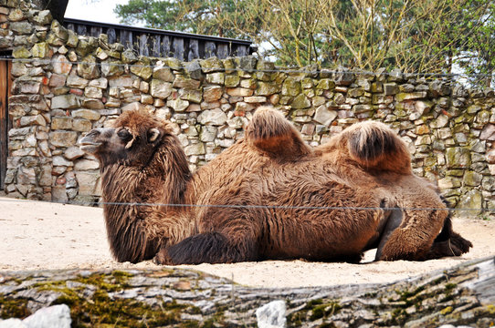 Bactrian camel (Camelus bactrianus) resting on the ground.