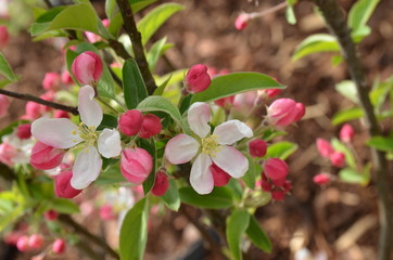Blüten des Zierapfel Pomzai