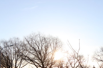 Die Sonne bricht durch die Bäume