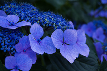 紫陽花