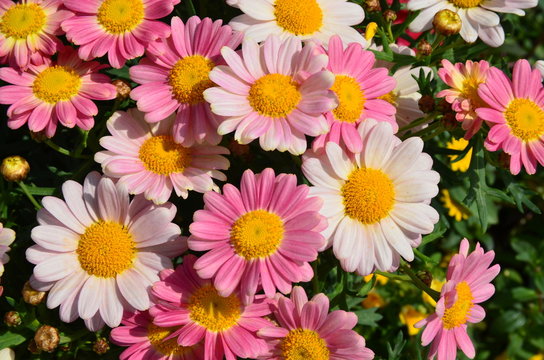 Rosa Mageritten