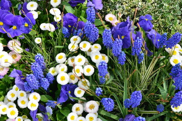 Frühlingsblumenmix in Blau-Weiß
