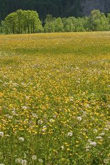 Fototapeta premium meadow and flower bed in forest