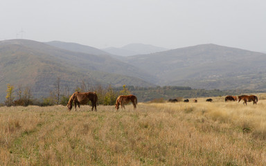 Paisaje oto√±al con colinas y caballos pastando