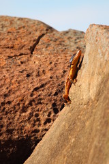 Karoo Crag Lizard