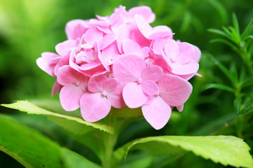 Hydrangeas flowers