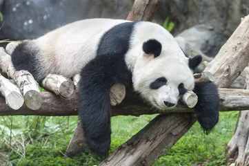 Zelfklevend Fotobehang Panda Een slapende reuzenpandabeer