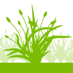 Tulips spring seasonal flower garden ecology concept detailed il