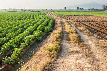 Fototapeta na wymiar Potato farmland