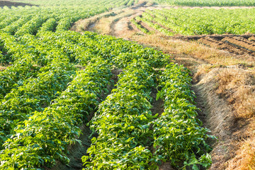 Potato farmland