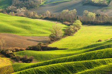 Pastoral green field with long shadows in Tuscany, Italy