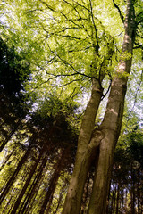 Obraz premium Zwillingsbuche, h.