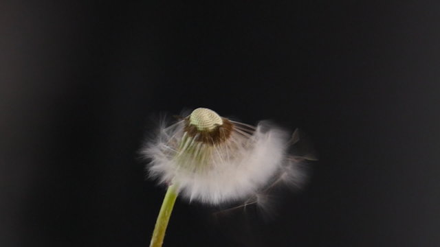 Wind bl&auml;st L&ouml;wenzahnsamen weg