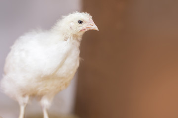 Adolescent Chicken