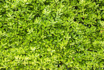 Obraz premium Haie de feuillage