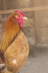 Farm Rooster
