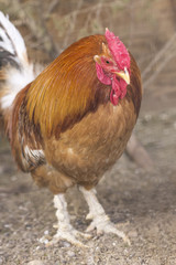 Farm Rooster