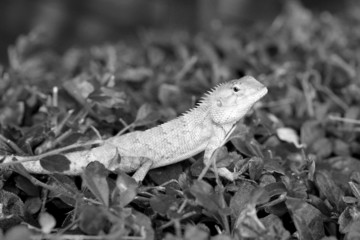 Brown thai lizard