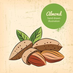 almonds illustration